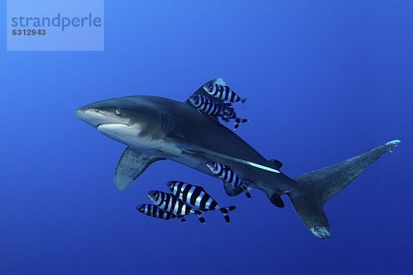 Weißspitzen-Hochseehai (Carcharhinus longimanus) mit Pilotfischen (Naucrates ductor)  Brother Islands  Ägypten  Rotes Meer  Unterwasseraufnahme Unterwasseraufnahme
