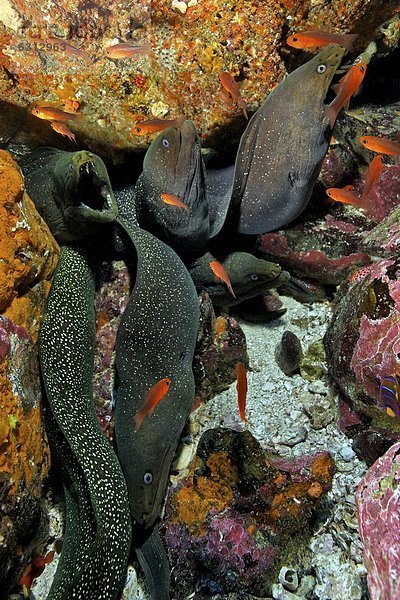 Gelbgefleckte Muränen (Gymnothorax flavimarginatus)  Malpelo  Kolumbien  Pazifik  Unterwasseraufnahme Unterwasseraufnahme