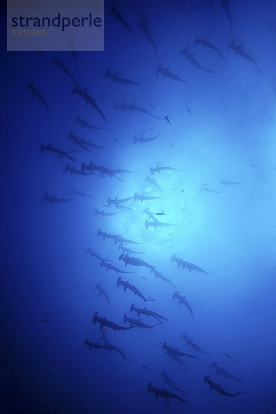 Schwarm von Bogenstirn-Hammerhaien (Sphyrna lewini)  Malpelo  Kolumbien  Pazifik  Unterwasseraufnahme Fischschwarm Unterwasseraufnahme
