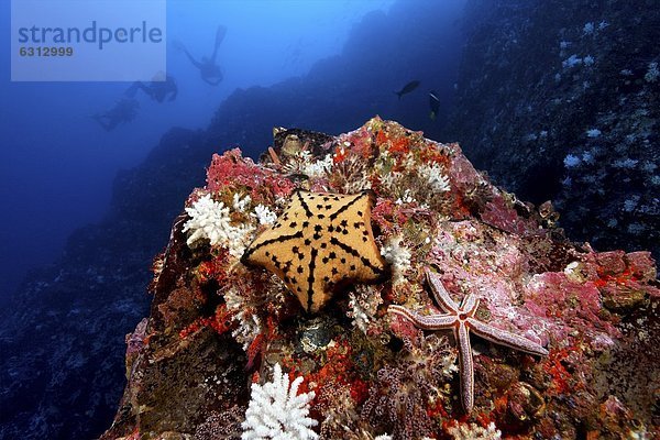 Seesterne auf felsigem Riff  Malpelo  Kolumbien  Pazifik  Unterwasseraufnahme