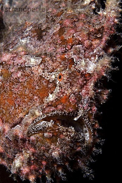 Riesen-Anglerfisch (Antennarius commersoni)  Elat  Israel  Rotes Meer  Unterwasseraufnahme Unterwasseraufnahme