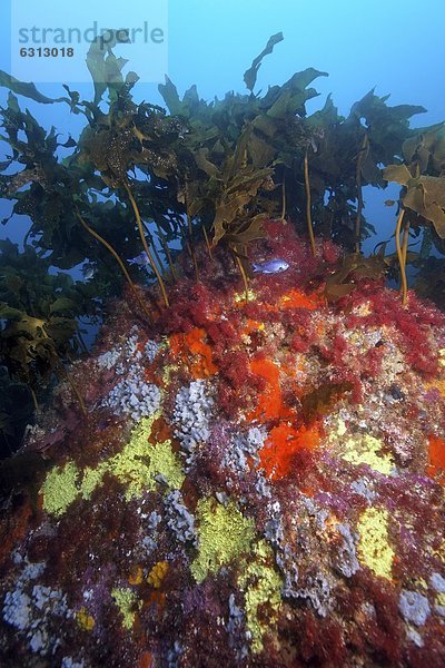 Kelpwald und bunte Schwämme  North Island  Neuseeland  Pazifik  Unterwasseraufnahme