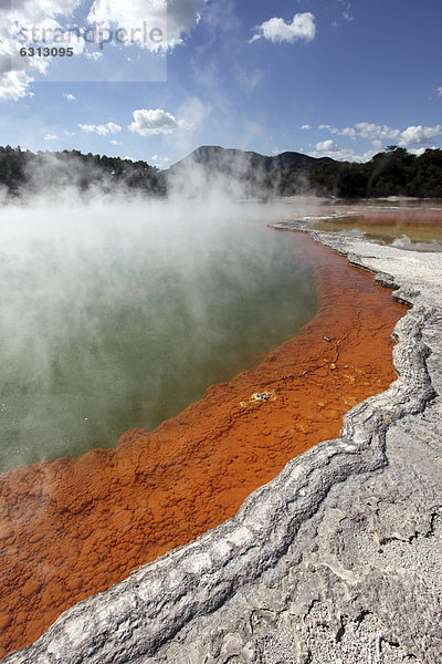 Geothermischer Park Rotorua  North Island  Neuseeland