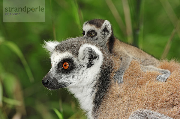 Katta (Lemur catta)  Weibchen mit Jungtier  Madagaskar  Afrika