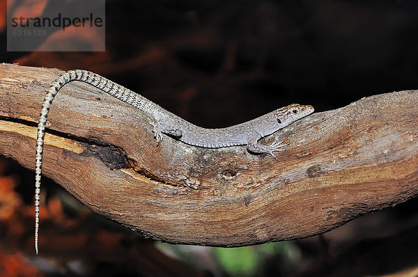 Dalmatinische Spitzkopfeidechse (Dalmatolacerta oxycephala  Archaeolacerta oxycephala  Lacerta oxycephala)  Kroatien  Europa