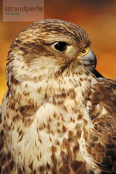 Sakerfalke  Saker oder Würgfalke (Falco cherrug)  Portrait  Vorkommen in Osteuropa und Zentralasien  captive  Nordrhein-Westfalen  Deutschland  Europa