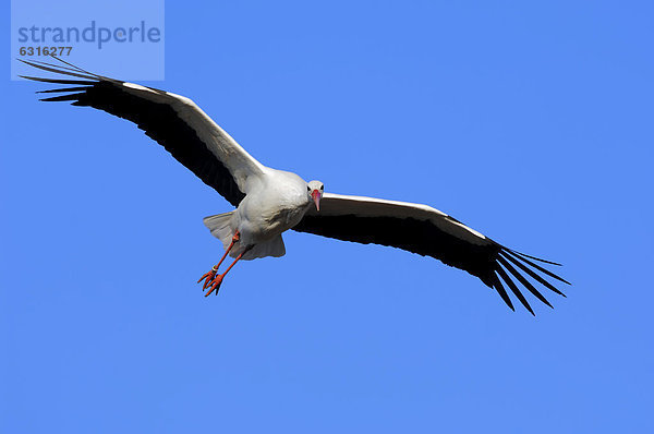 Weißstorch (Ciconia ciconia)  im Flug  Nordrhein-Westfalen  Deutschland  Europa