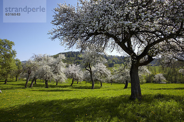 Blühende Obstbäume in Feldkirchen  Kärnten  Österreich  Europa