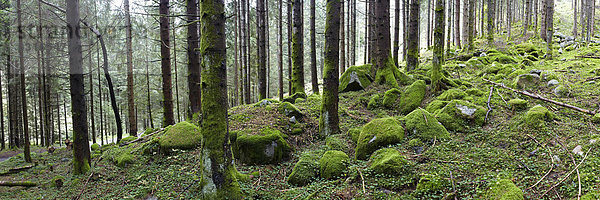 Panoramaaufnahme  Wald im Radlgraben  Liesertal  Hohe Tauern  Kärnten  Österreich  Europa