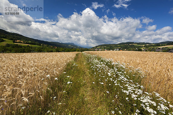 Weg durch Getreidefelder  Pöggstall  Waldviertel  Niederösterreich  Österreich  Europa