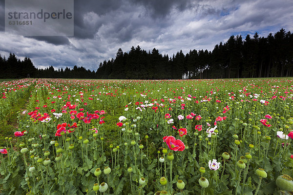 Mohnfeld  Ottenschlag  Waldviertel  Niederösterreich  Österreich  Europa