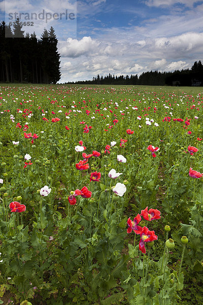 Mohnfeld  Ottenschlag  Waldviertel  Niederösterreich  Österreich  Europa