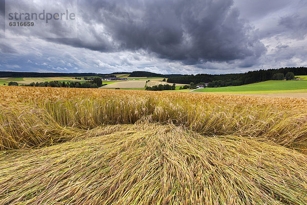 Getreidefeld  Windwurf  Martinsberg  Waldviertel  Niederösterreich  Österreich  Europa