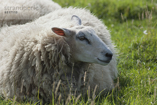 Schaf ruht auf einer Wiese  Atlantikküste  Normandie  Frankreich  Europa