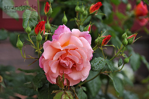 Rosenblüte (Rosa) mit Regentropfen und vielen Knospen  Ringsheim  Baden-Württemberg  Deutschland  Europa