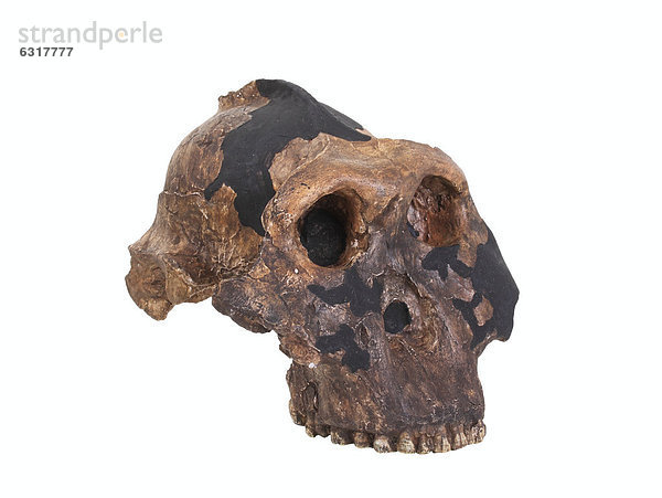 Schädelreplik vom Paranthropus boisei  Stammesgeschichte der Menschheit  Evolution