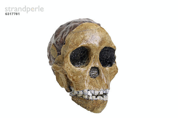 Schädelreplik vom Australopithecus africanus  Taung baby  Stammesgeschichte der Menschheit  Evolution