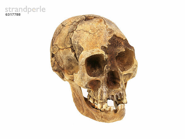 Schädelreplik vom Homo floresiensis  The Hobbit  Stammesgeschichte der Menschheit  Evolution