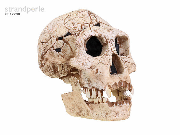 Schädelreplik vom Homo erectus Dmanski  Stammesgeschichte der Menschheit  Evolution