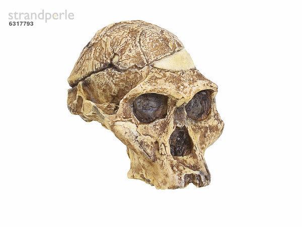 Schädelreplik vom Australopithecus africanus  Mrs Ples  Stammesgeschichte der Menschheit  Evolution