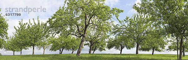 Panorama  Streuobstwiese  hochstämmige Obstbäume  Apfelbäume  Obstwiese bei Hüttenberg  Hessen  Deutschland  Europa