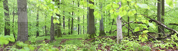Panorama Europa Wald Holz Buche Buchen Deutschland Hessen
