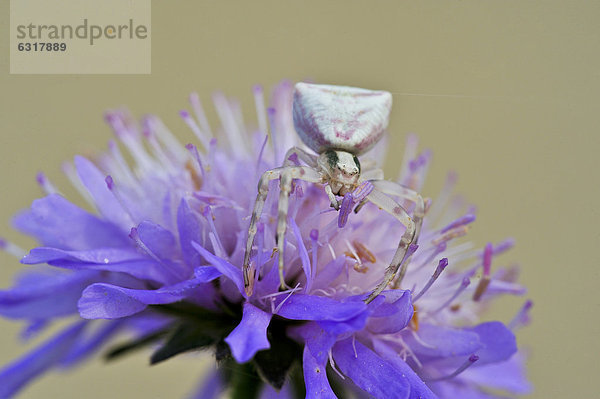 Veränderliche Krabbenspinne (Misumena vatia) auf violetter Blüte  Burgenland  Österreich  Europa