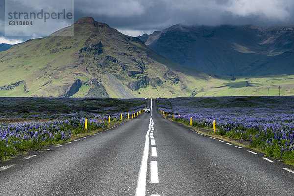 Ringstraße  Alaska-Lupine (Lupinus nootkatensis)  bei VÌk Ì M_rdal  Südküste  Island  Europa