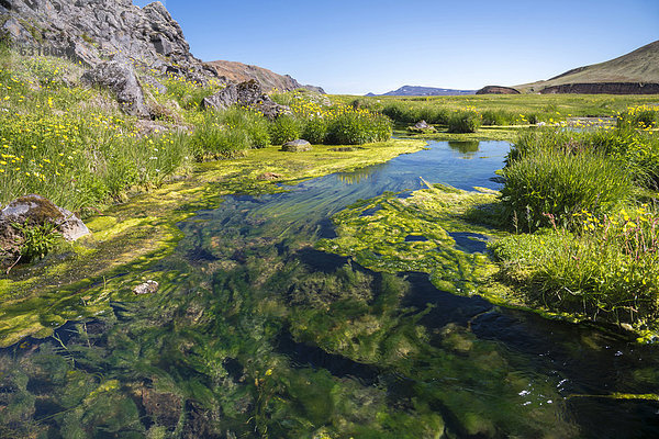 Heißer Bach  mit Algen und Mineralien  Landmannalaugar  Fjallabak Naturschutzgebiet  Hochland  Island  Europa