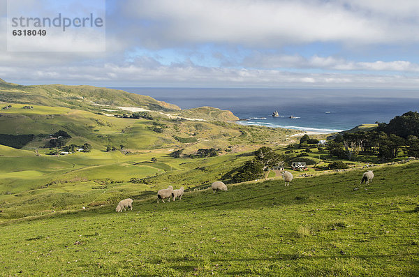 Weideland mit Strand der Sandfly Bay  Halbinsel Otago Peninsula  Südinsel  Neuseeland  Ozeanien