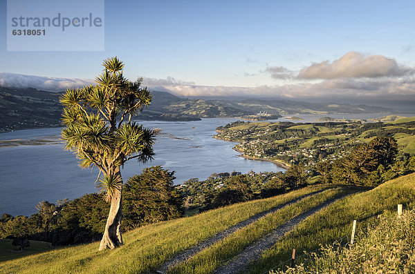 Keulenlilie (Cordyline australis) neben Feldweg auf Weideland  Blick auf die Bucht von Dunedin mit Dunedin City und Port Chalmers  Halbinsel Otago Peninsula  Südinsel  Neuseeland  Ozeanien