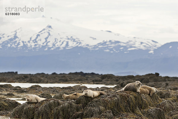 Seehund (Phoca vitulina)  hinten der SnÊfelljökull  SnÊfellsnes  SnÊfellsness  Island  Europa
