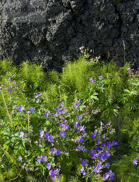 Wiesen-Storchschnabel (Geranium pratense)  Bu_ir  SnÊfellsnes  SnÊfellsness  Island  Europa