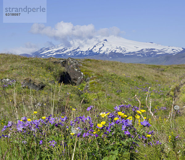 Scharfer Hahnenfuß (Ranunculus acris) und Wiesen-Storchschnabel (Geranium pratense)  dahinter der SnÊfelljökull  Bu_ir  SnÊfellsness  Island  Europa