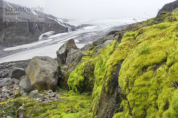Quellmoos  hinten der Drangajökull  KaldalÛn  Westfjorde  Island  Europa