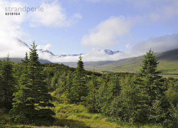 Wald bei HÛlar  Hjaltadalur  Island  Europa