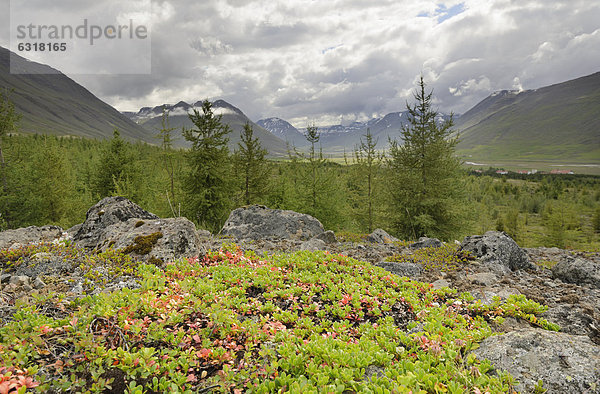 Wald bei HÛlar  Hjaltadalur  Island  Europa