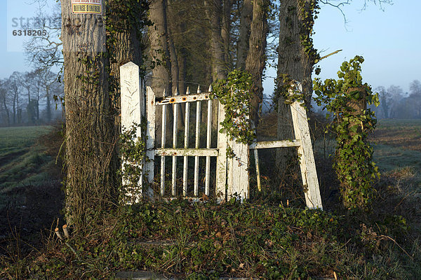 Weißes altes Holztor  verfallener Eingang zu einem Landsitz  zugewachsene Allee  nahe Bayeux  Normandie  Frankreich  Europa