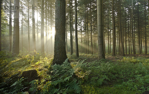 Sonnenstrahlen im Wald  Bäume  Neuenwalde  Niedersachsen  Deutschland  Europa