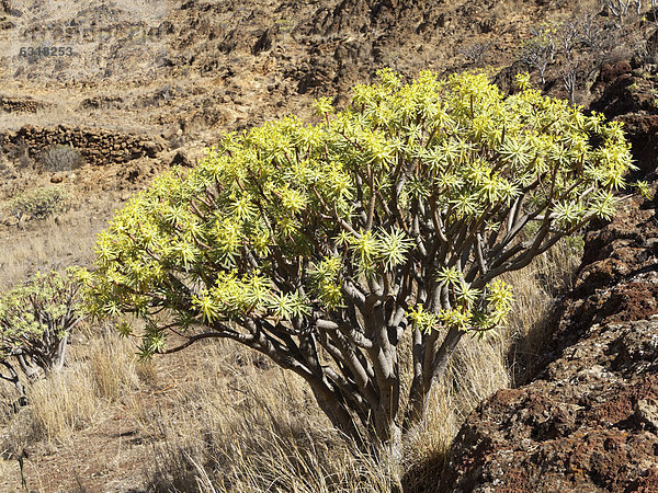 Berthelot-Wolfsmilch (Euphorbia berthelotii)  La Gomera  Kanarische Inseln  Kanaren  Spanien  Europa