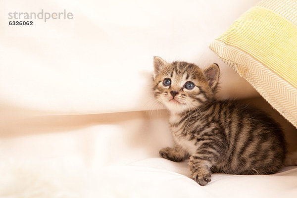 niedlich süß lieb Decke Katze Hauskatze