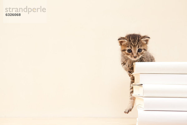 hinter Buch Stapel Katze Hauskatze