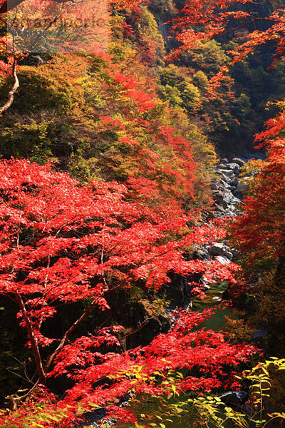 Baum Herbst rot