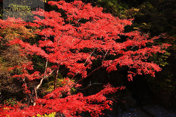 Baum Herbst rot