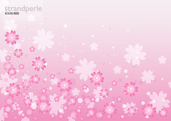Blume  Hintergrund  pink
