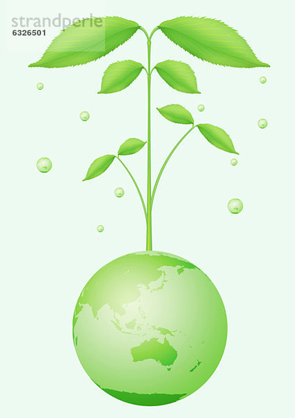 Wachstum  Pflanze  Globus