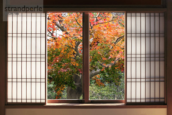 rutschen Baum offen Tür Hintergrund Herbst japanisch