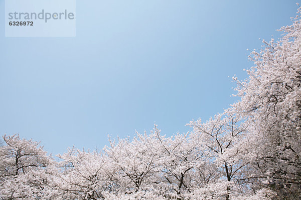 Cherry Blossom-Bäume