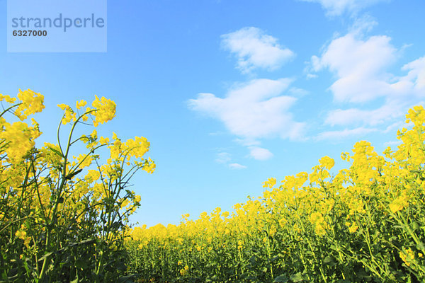 Himmel  Hintergrund  Feld  blau  Senf