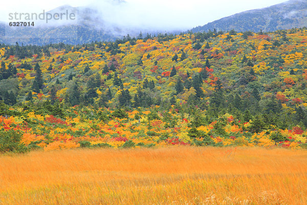 Beautiful Landscape In Autumn  Autumn Trees